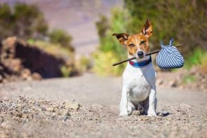 Visitas e pensão, para cão de casal recém-separado, são formalizadas em audiência de conciliação | Juristas