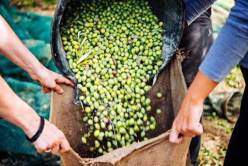 Empresa Vale Fértil não poderá oferecer azeitonas para o pagamento de dívida | Juristas