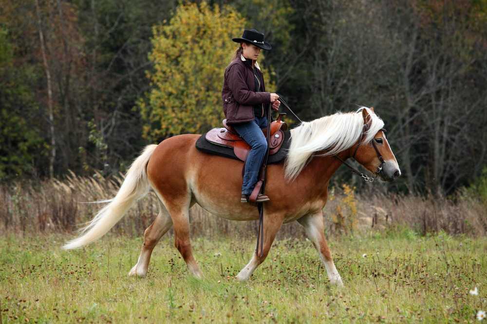 Vaqueiro que sofreu acidente de trabalho ao cair do cavalo receberá indenizações por danos materiais e morais 1 | Juristas Créditos: horsemen/Shutterstock.com