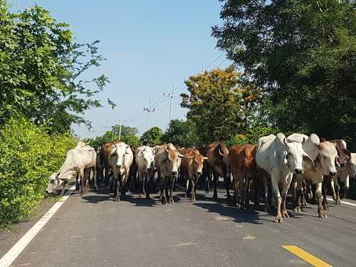 Condutor que colidiu com animal em rodovia receberá indenização e pensão vitalícia