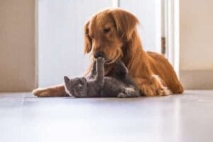 Câmara aprova projeto que proíbe extermínio de cães e gatos por órgãos públicos