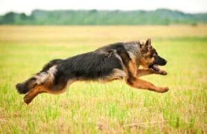 TRT3 reverte justa causa de trabalhador que chutou cachorro da empresa 4 | Juristas Dona de pastor alemão é condenada após ataque do animal contra mulher e cão na rua