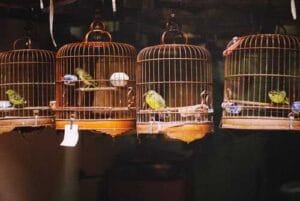 Idoso que mantinha pássaros silvestres em cativeiro é condenado a prestar serviços ambientais 1 | Juristas Idoso que mantinha pássaros silvestres em cativeiro é condenado a prestar serviços ambientais | Juristas