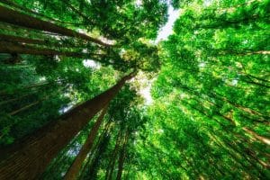 Taxa de licença ambiental deve se basear em área construída 1 | Juristas licença ambiental