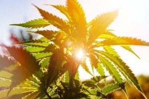 Família poderá plantar maconha para tratar ataques epilépticos de criança 1 | Juristas ataques epiléticos