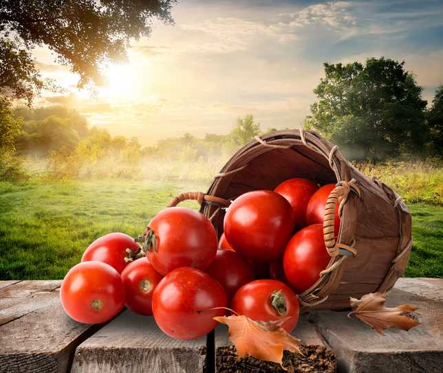 Extrato de tomate com lesma - Indenização - TJSC