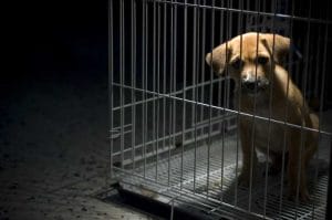 Justiça determina suspensão das redes sociais de líder de ONG de animais por arrecadações indevidas | Juristas