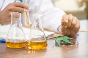 STJ concede liminares para cultivo doméstico de cannabis medicinal sem risco criminal | Juristas