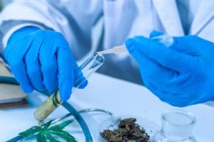 Paciente com doença crônica obtém direito ao cultivo de cannabis com fins medicinais | Juristas