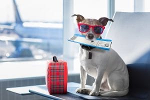 Passageira conquista direito de viajar com cão de apoio emocional durante 1 ano | Juristas