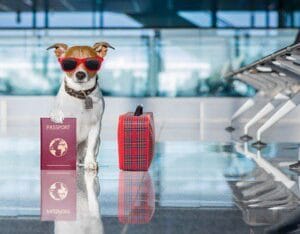 Justiça concede liminar para transporte de cão de apoio emocional em cabine de avião 2 | Juristas Justiça concede liminar para transporte de cão de apoio emocional em cabine de avião | Juristas