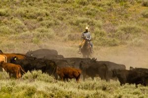 TJSP mantém condenação de criador de gado por pastagem em área de preservação | Juristas