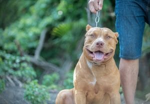 Justiça condena dono de pitbulls por ataque a triatleta | Juristas