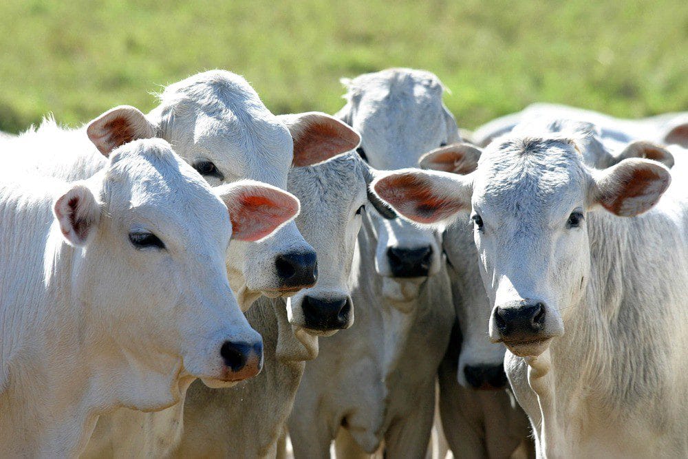 Modelo de Contrato de Arrendamento Rural Pecuário 3 | Juristas Modelo de Contrato