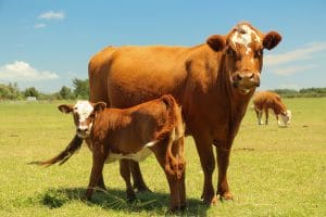 Modelo de Contrato de Arrendamento Rural Pecuário 1 | Juristas Modelo de Documento - Portal Juristas