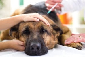 Ex-cônjuge não é obrigado a dividir gastos com cão após separação 3 | Juristas Ex-cônjuge não é obrigado a dividir gastos com cão após separação | Juristas