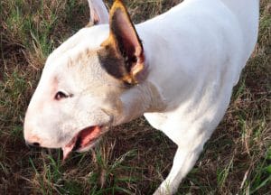 cão da raça Bull Terrier branco