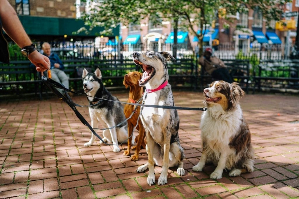 Modelo de Contrato de Prestação de Serviços de Creche Canina 1 | Juristas four dogs on park