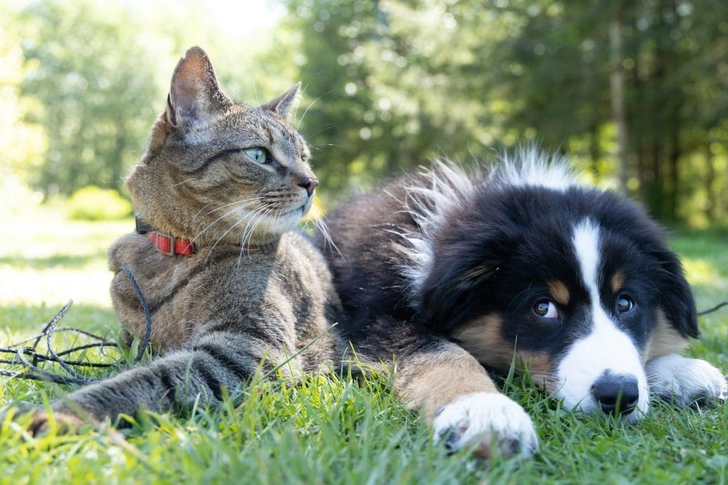 Guia completo sobre o Direito dos Pets 2024 1 | Juristas a dog and a cat laying in the grass